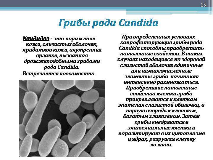 Candida albicans – причины кандидоза, симптомы и лечение * клиника диана в санкт-петербурге