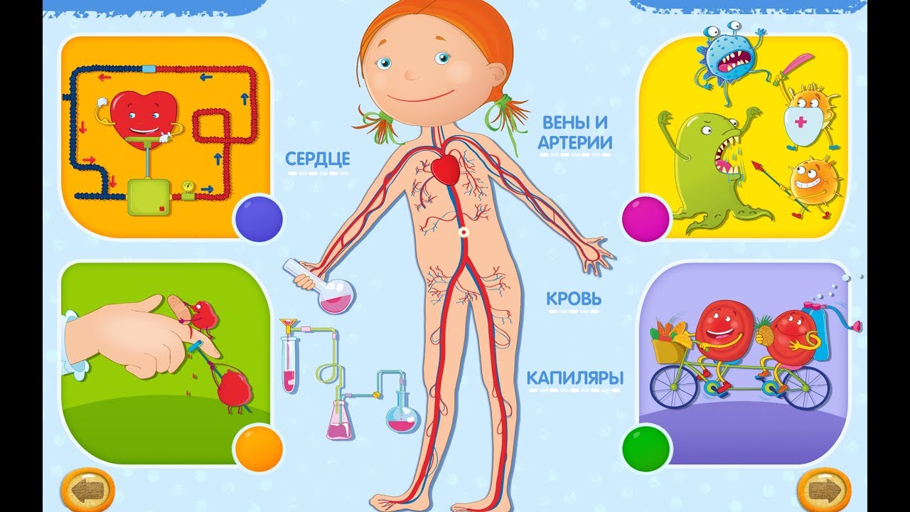 Части тела — картинки для детей дошкольного возраста, задания, игры