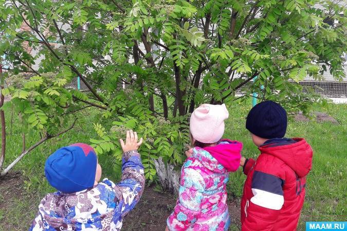 Наблюдения за живой и неживой природой в младшей группе детского сада