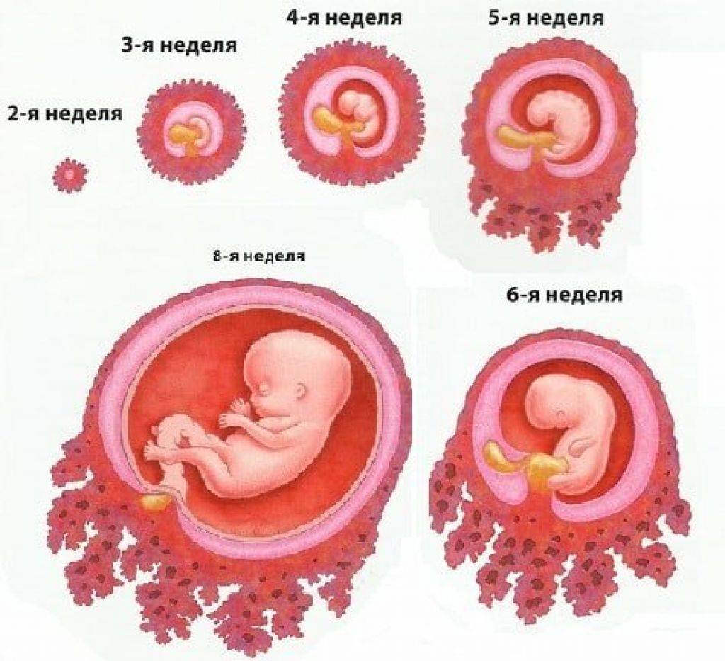 3 неделя беременности от зачатия: что происходит с малышом и мамой, каковы ощущения женщины?