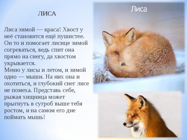 Как зимуют звери и птицы в лесу? детям | дача
