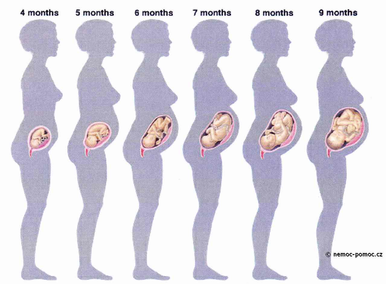 1-4 недели беременности