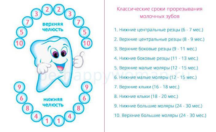 Зубы у детей: порядок прорезывания молочных и постоянных с фото и таблицами