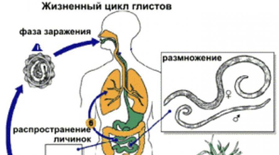 Анализы на выявление паразитов - анализы крови и кала на паразитов в лаборатории lab4u - статьи lab4u.ru