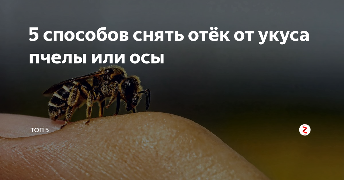 Как выглядит укус осы и пчелы