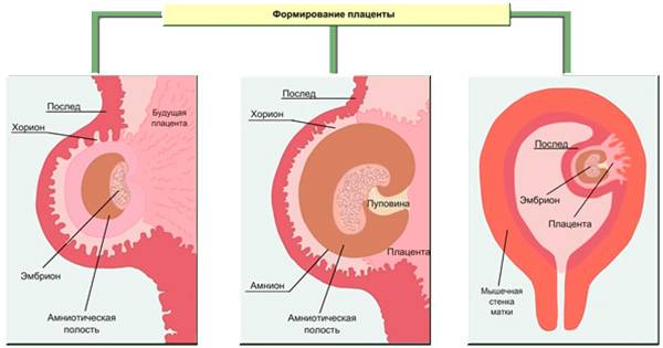 ᐉ во сколько недель образуется плацента. когда формируется плацента при беременности - ➡ sp-kupavna.ru