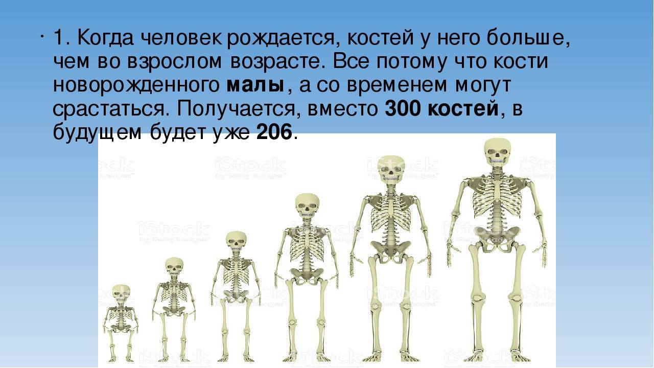 Сколько костей в теле человека взрослого