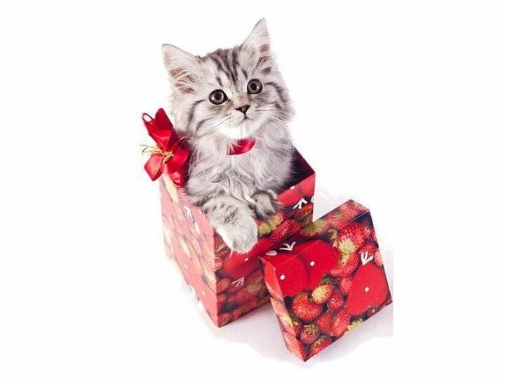 Что подарить коту или кошке на день рождения своими руками? | лучшие идеи подарков
