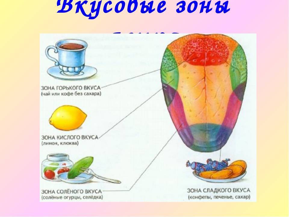 Зона языка отмеченная на рисунке цифрой 4 распознает вкус