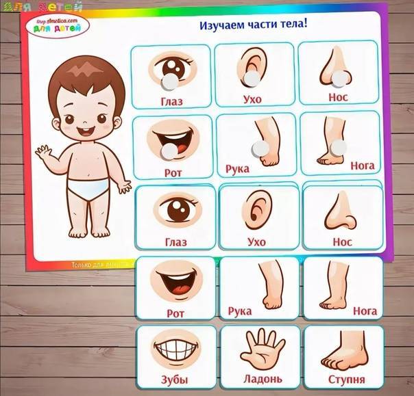 Дидактические игры по развитию представлений об организме человека у детей 5-7 лет. картотека