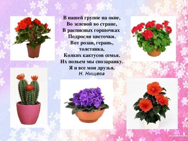 Тематическая неделя «комнатные растения» | kalendarnyiplan.ru