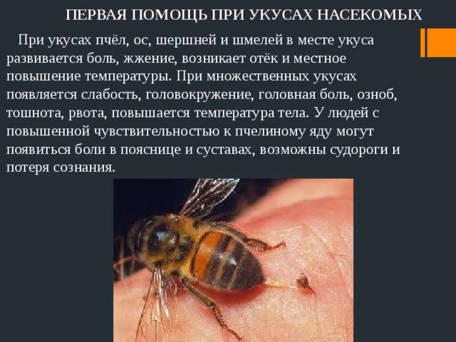 Первая помощь при укусах насекомых для детей презентация