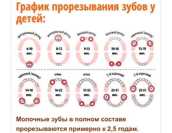 Схема прорезывания молочных зубов у детей до года