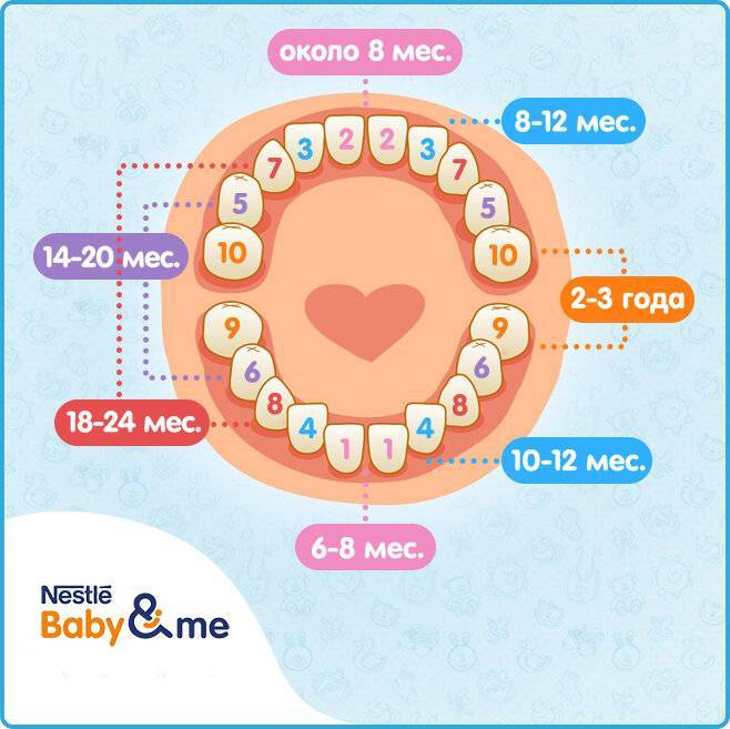 Порядок прорезывания зубов у детей: схема прорезывания молочных и постоянных зубов