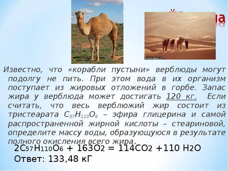 Отчего у верблюда горб читательский дневник: краткое содержание, главные герои, главная мысль, чему учит, отзыв, пословицы.