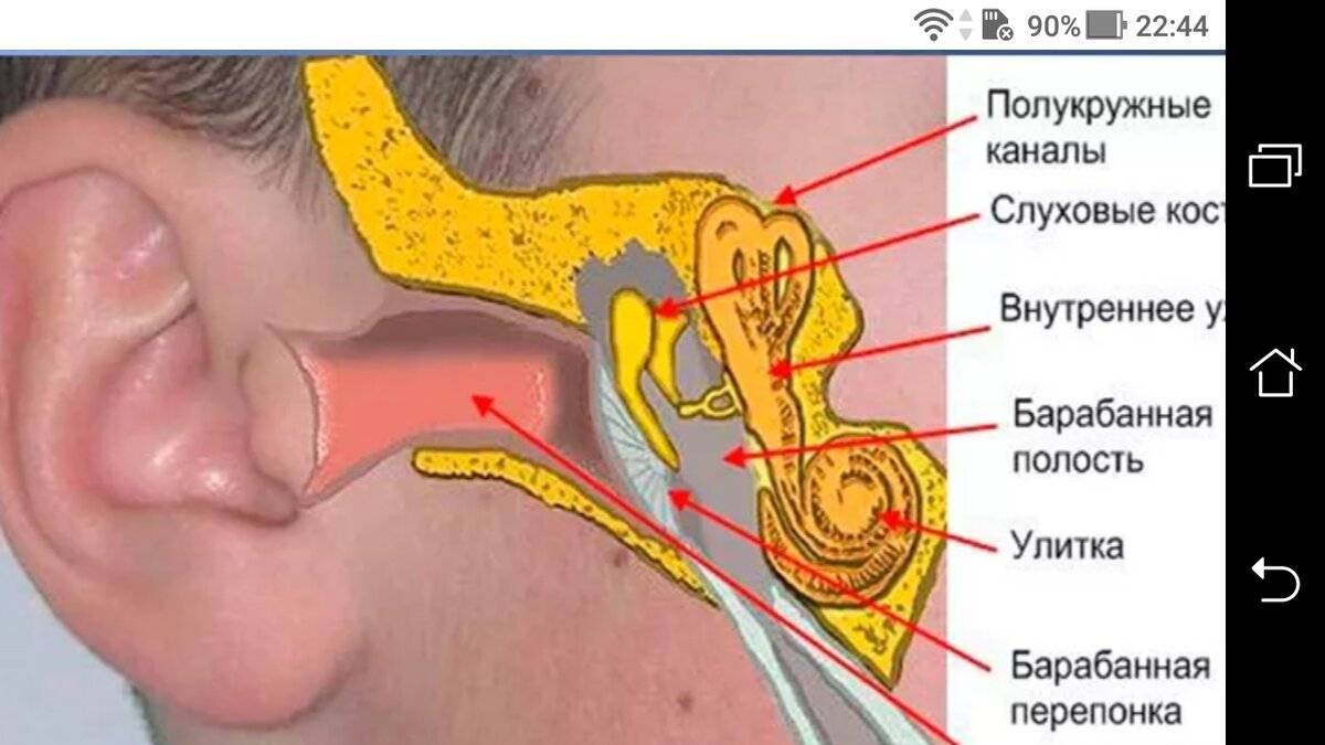 Хронический тубоотит. Слуховая труба среднего уха. Евстахиева труба.