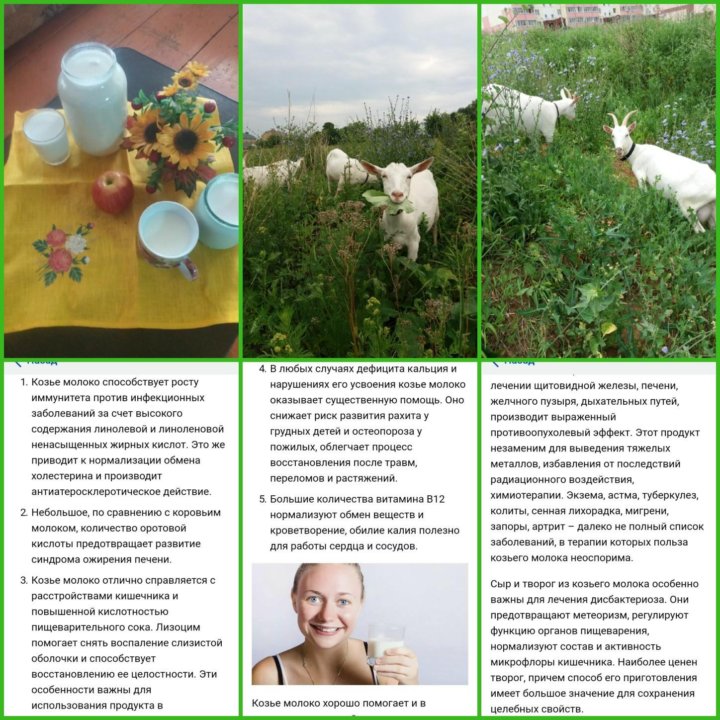 Козье молоко: польза и вред