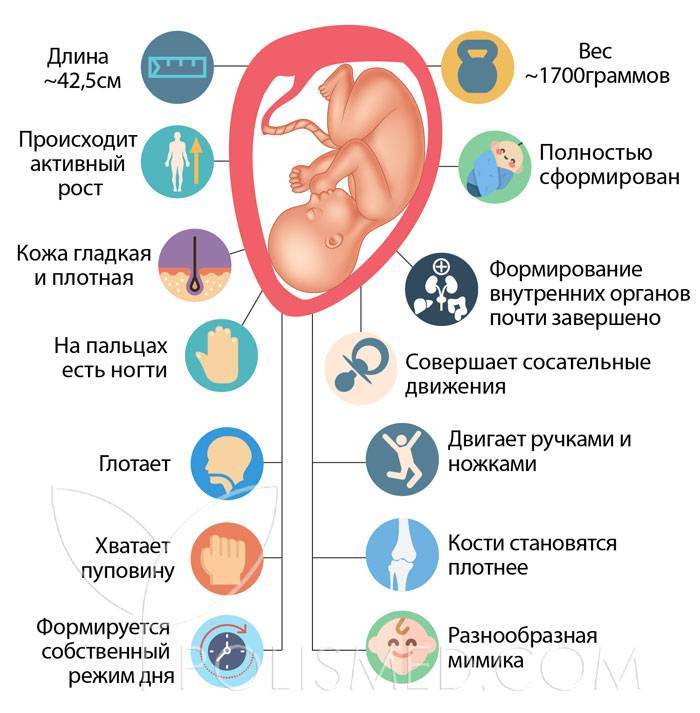 32 недели в месяцах. Размер ребенка на 32 неделе беременности. 32 Неделя беременности сколько месяцев. 32 Неделя беременности это сколько месяцев беременности. 33 Неделя беременности размер.