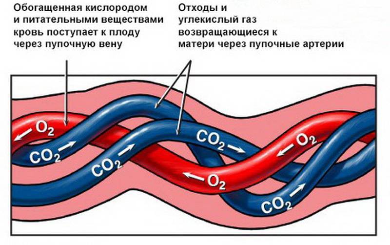 Рисунок матка сосуды плода плацента