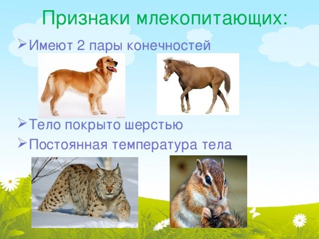 Интересные факты о млекопитающих. | интересные факты