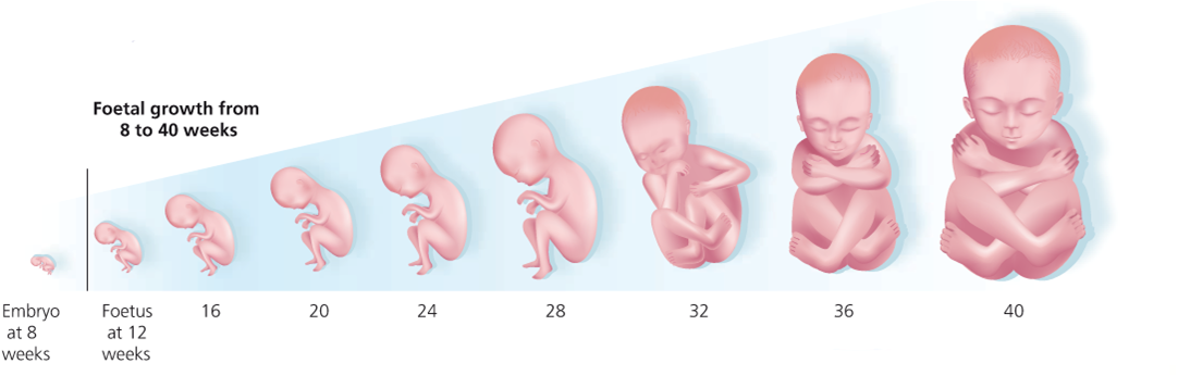 Ребенок 1 2 недели беременности. Развитие малыша в утробе матери по неделям фото. Стадии развития ребенка в утробе матери. Зарождение ребенка в утробе матери. Формирование малыша в утробе по неделям.
