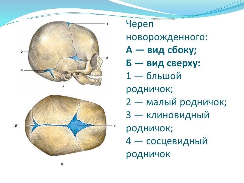 Родничок время. Строение родничков черепа новорожденного. Швы черепа вид сбоку. Роднички черепа анатомия рисунок. Череп человека сбоку Родничок.