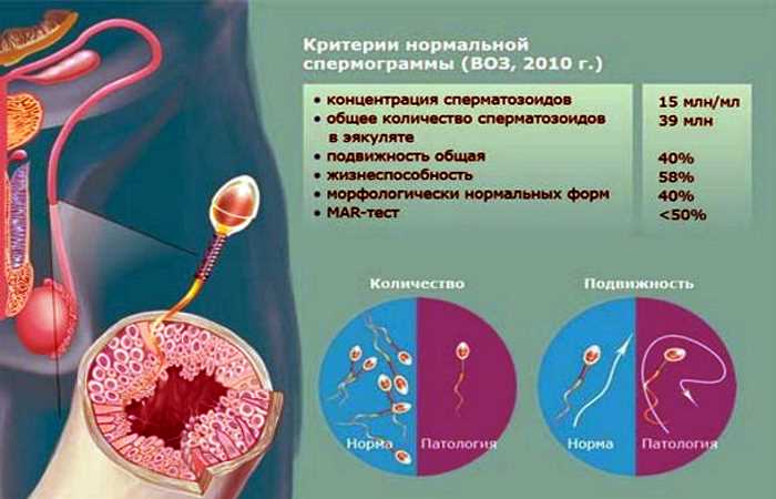 Подготовка к сдаче спермы для спермограммы