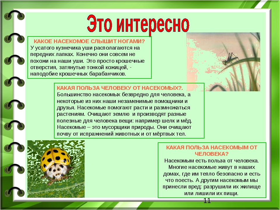 Короткие рассказы про насекомых для детей 5-6 лет