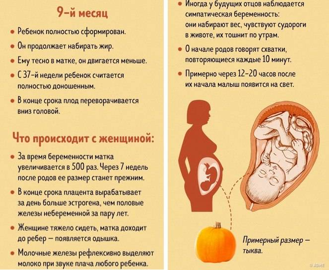 Сколько акушерских недель длится доношенная беременность, на каком сроке получится родить полностью здорового малыша?