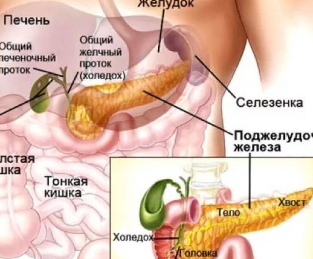 Если болит поджелудочная железа. Анатомия человека поджелудочная железа расположение. Строение человека внутренние органы поджелудочная железа. Болит поджелудочная железа. Желудок и поджелудочная железа.