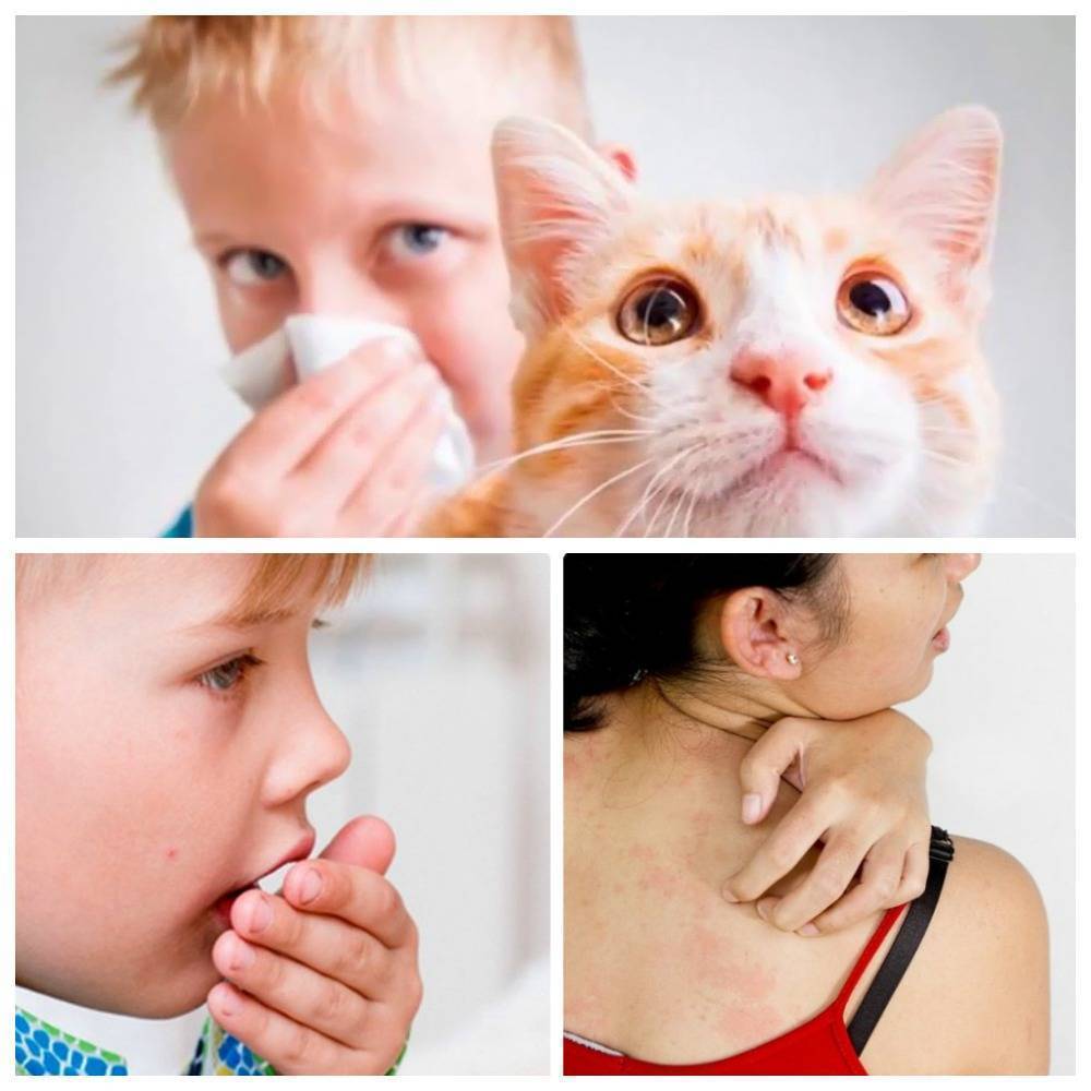 Симптомы аллергии на шерсть животных у грудничков и детей старше 1 года