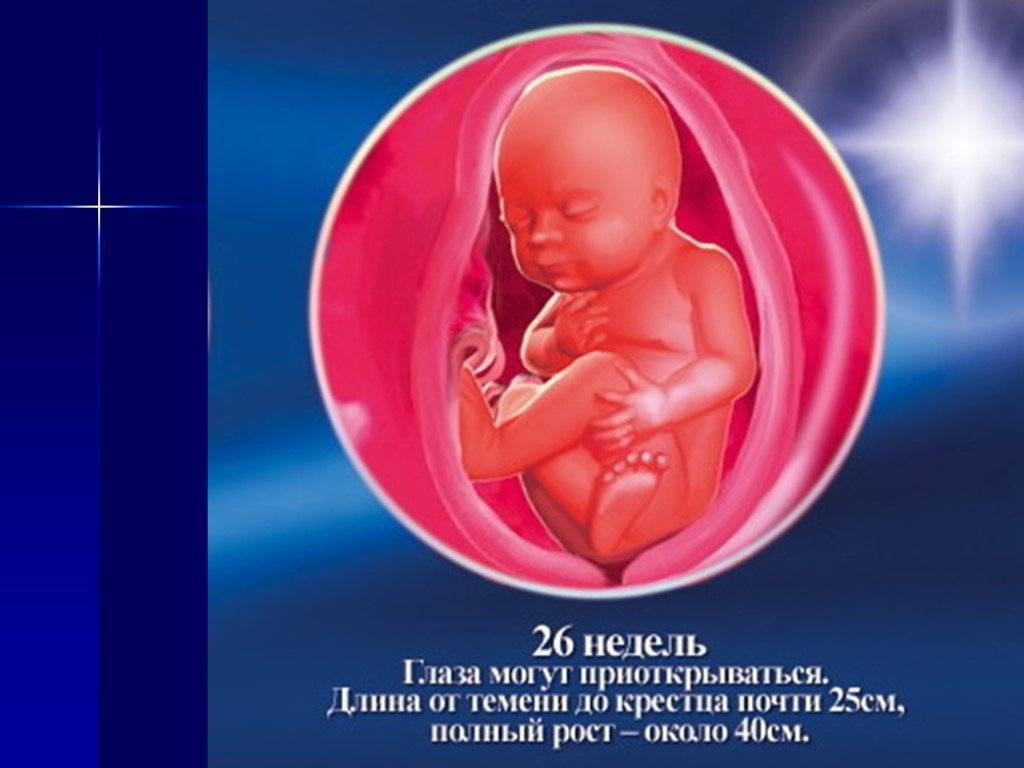 26 неделя беременности. календарь беременности   | материнство - беременность, роды, питание, воспитание