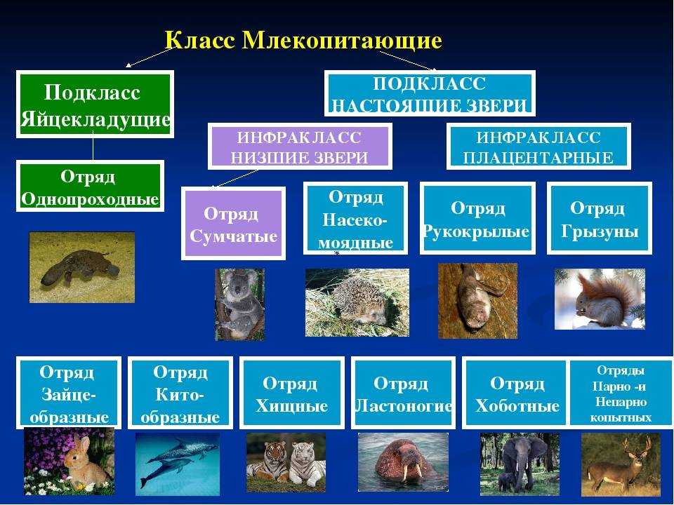 Урок 16: млекопитающие - 100urokov.ru