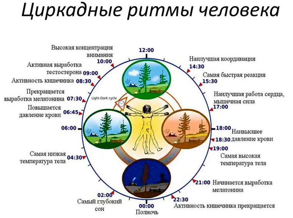 Биоритмы и их роль в жизни человека