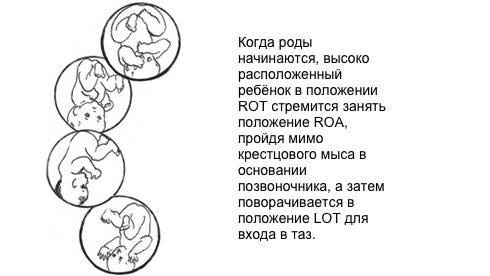 ᐉ плод расположен в правой части живота. беременность — определяем положение ребенка в животе без узи - ➡ sp-kupavna.ru