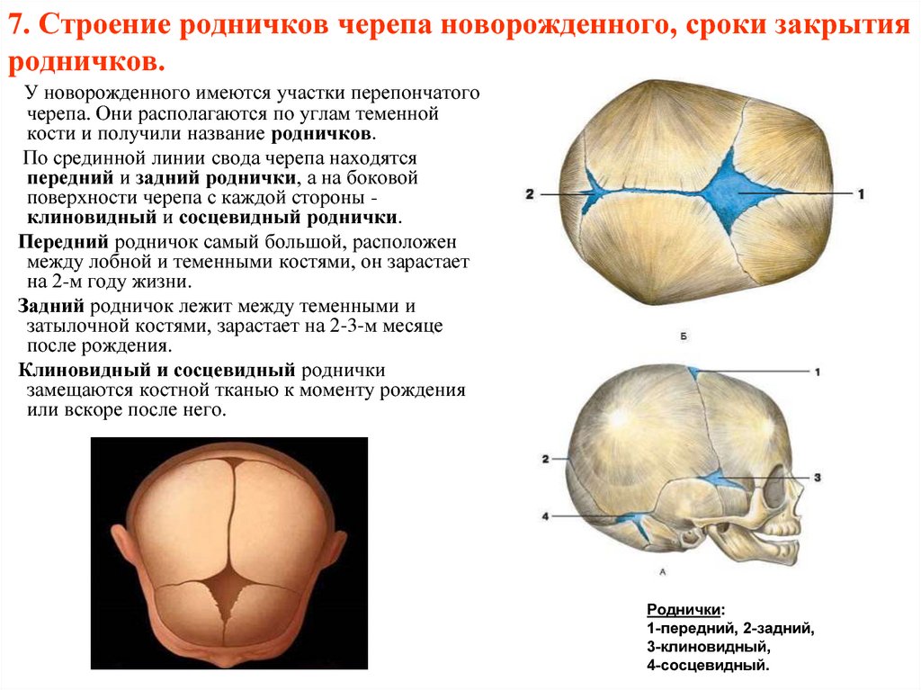Родничок у новорожденных: зачем он нужен и о чем может предупредить родителей