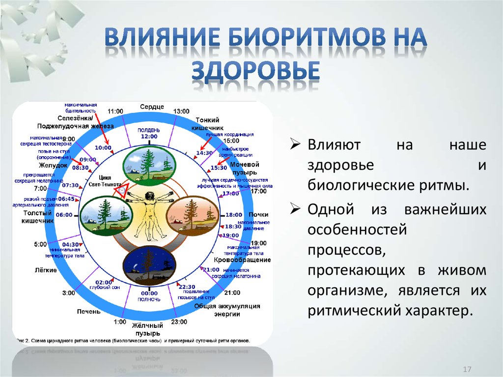 Функциональное состояние биологических ритмов человека :: влияние биоритмов на физическую работоспособность детей среднего школьного возраста :: учебные материалы :: modernstudy.ru