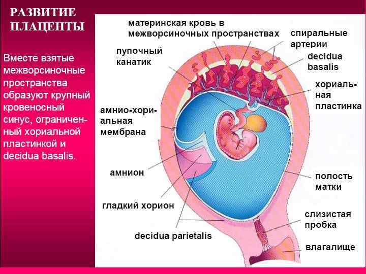 ᐉ когда начинает функционировать плацента при беременности. что такое плацента, когда она формируется и какие функции выполняет? патологии развития органа - ➡ sp-kupavna.ru