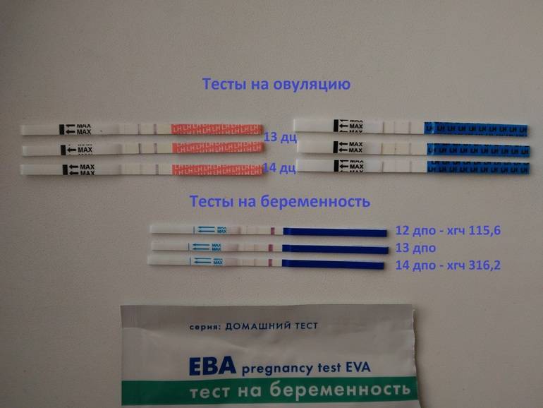 Через сколько дней задержки тест показывает результат. на какой день тест на беременность покажет положительный результат? когда надо делать тест на беременность