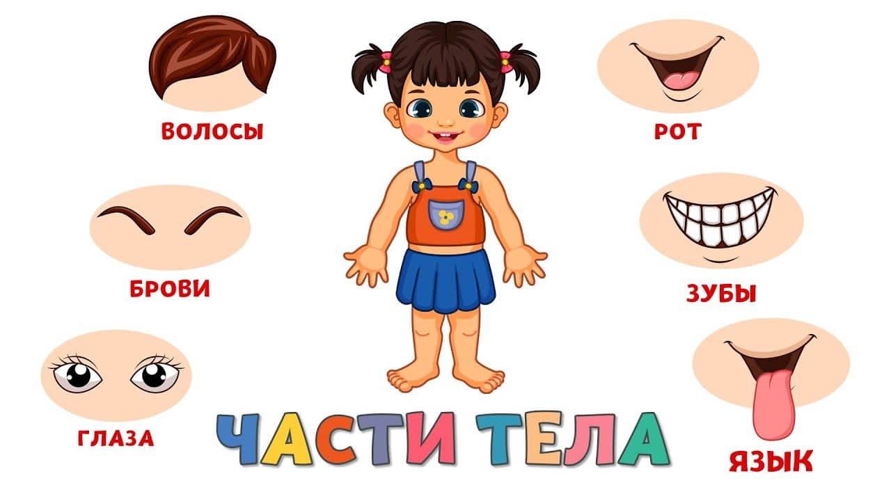 Человек, наше тело - конспект занятия