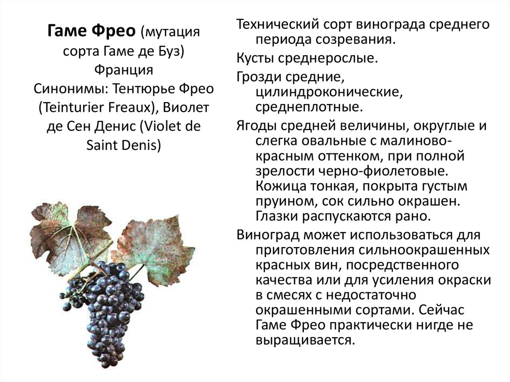 Виноград детям с какого возраста? аллергия на виноград у ребенка