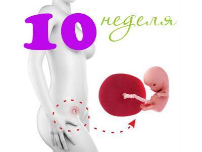 10 неделя беременности: ощущения, признаки, развитие плода