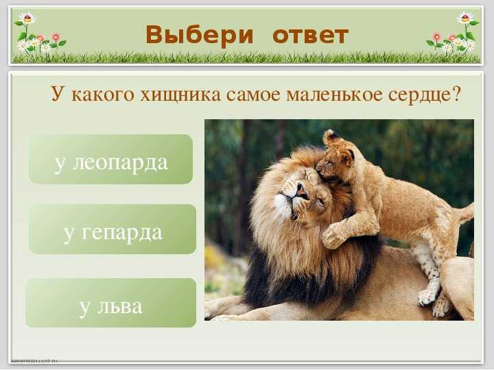 Викторина о животных с ответами для школьников