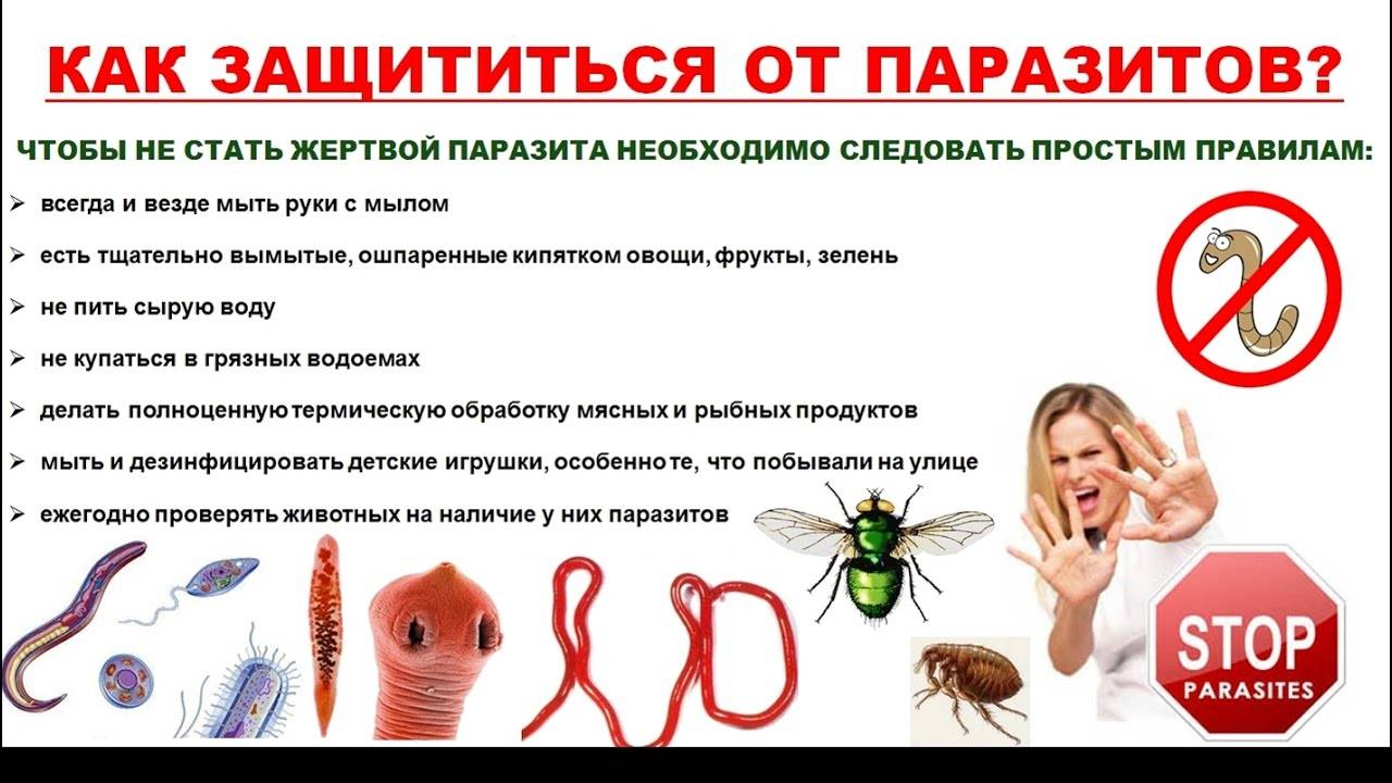 Аскаридоз у детей - симптомы, лечение и профилактика