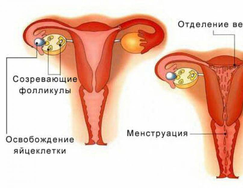 Месячные после выскабливания матки: когда пойдут, почему может быть задержка менструации? - мытищинская городская детская поликлиника №4