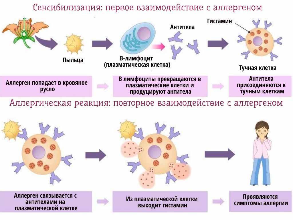 Виды аллергических реакций с картинками