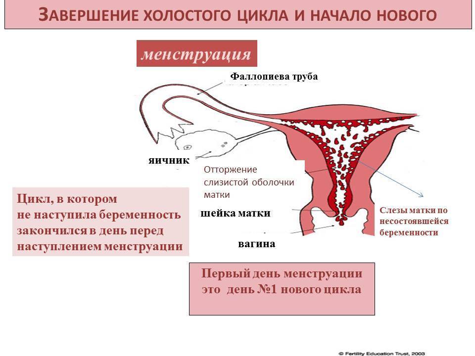 Задержка менструации - стоит ли переживать?