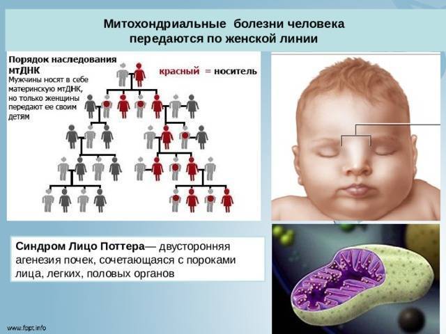 Какие гены передаются сыну от матери | главный перинатальный - всё про беременность и роды