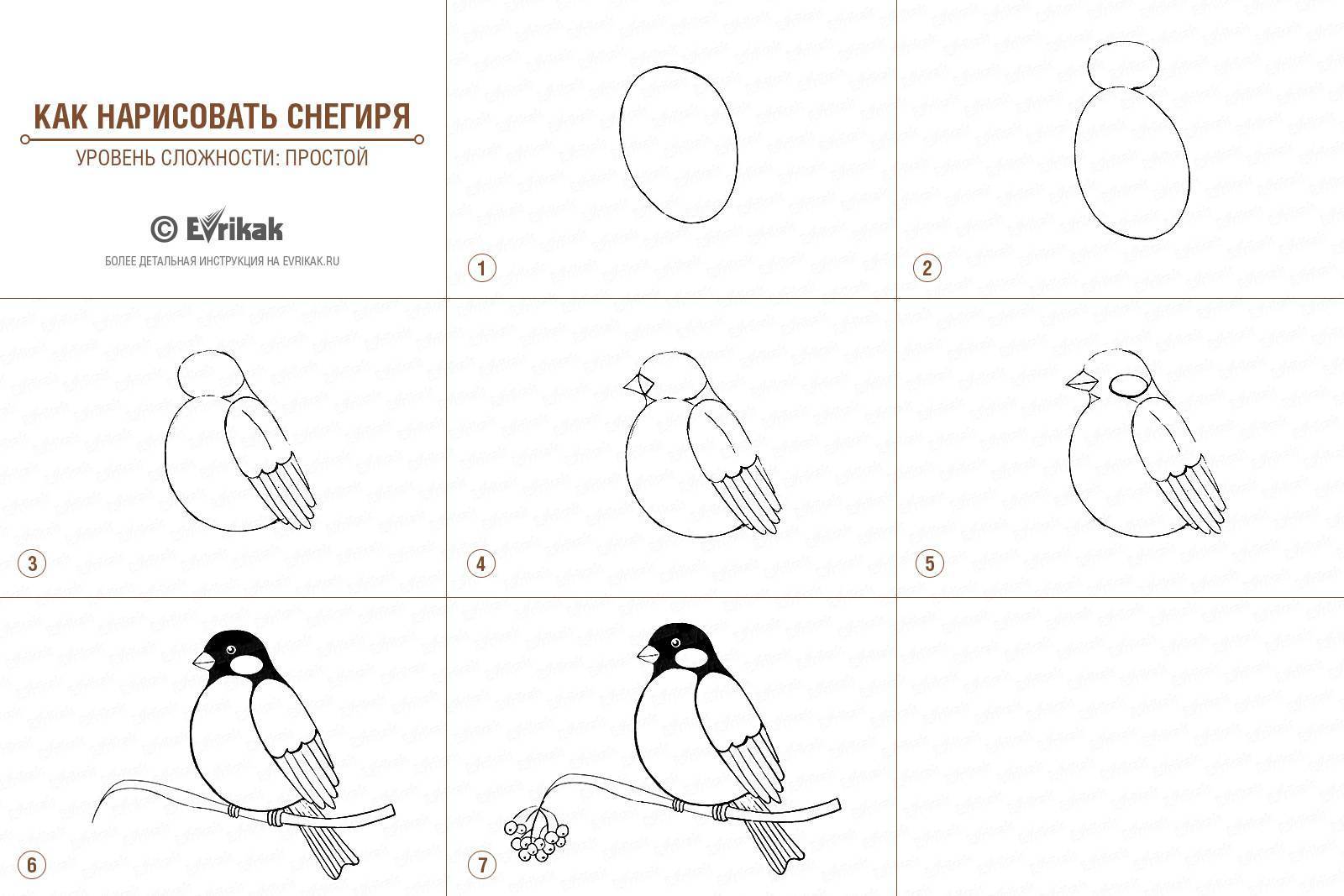 Как нарисовать птицу карандашом: поэтапно для детей