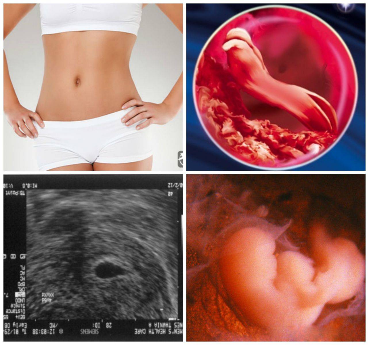 Второй месяц беременности - признаки, ощущения, анализы, развитие плода | nutrilak
